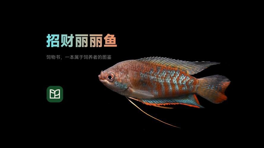 麗麗魚有哪些品種？（麗麗魚最建議買的三個品種）