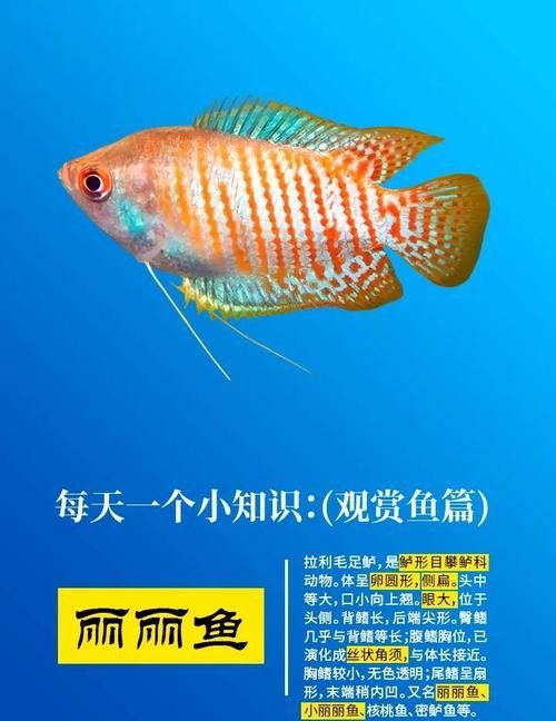 麗麗魚有哪些品種？（麗麗魚最建議買的三個品種）