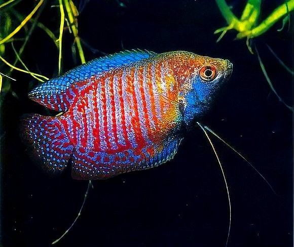 麗麗魚有哪些品種？（麗麗魚最建議買的三個品種）