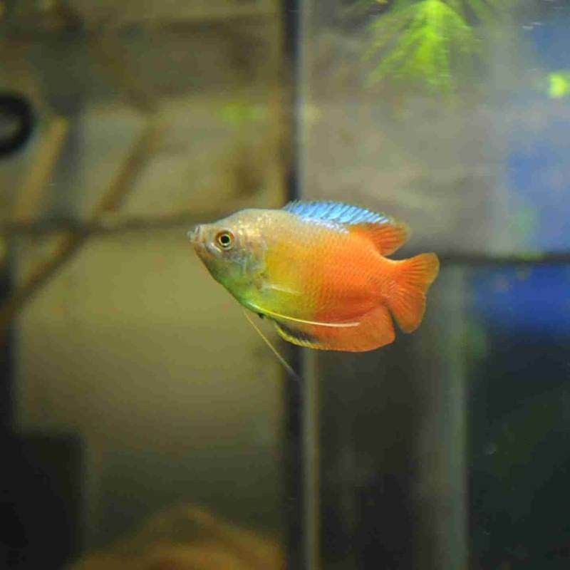 麗麗魚有哪些品種？（麗麗魚最建議買的三個品種）