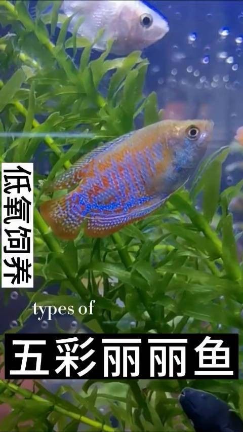 麗麗魚有哪些品種？（麗麗魚最建議買的三個品種）