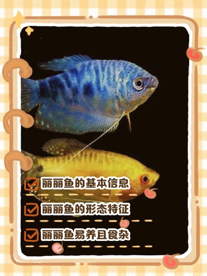 麗麗魚有哪些品種？（麗麗魚最建議買的三個品種）