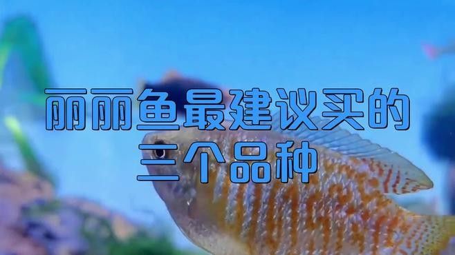 麗麗魚有哪些品種？（麗麗魚最建議買的三個品種）