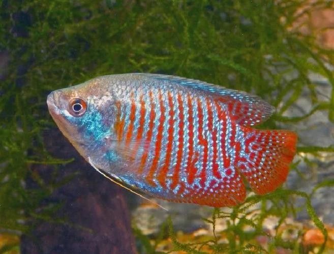 麗麗魚有哪些品種？（麗麗魚最建議買的三個品種）