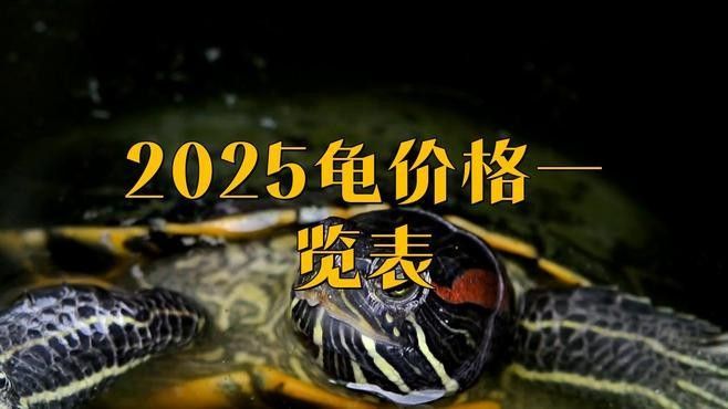 開光龍龜的價格范圍（開光龍龜價格一般多少？） 開光龍龜的價格范圍（開光龍龜價格一般多少？） 龍魚百科 第7張