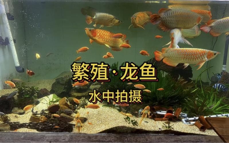 龍魚繁殖過程圖片（龍魚的繁殖過程）