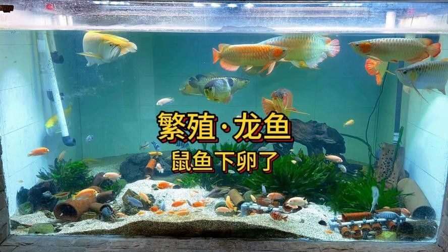 龍魚繁殖過程圖片（龍魚的繁殖過程）