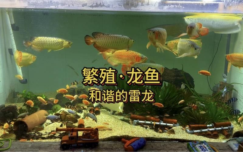 龍魚繁殖過程圖片（龍魚的繁殖過程）