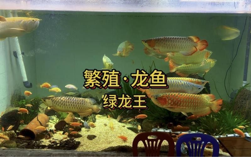 龍魚繁殖過程圖片（龍魚的繁殖過程）