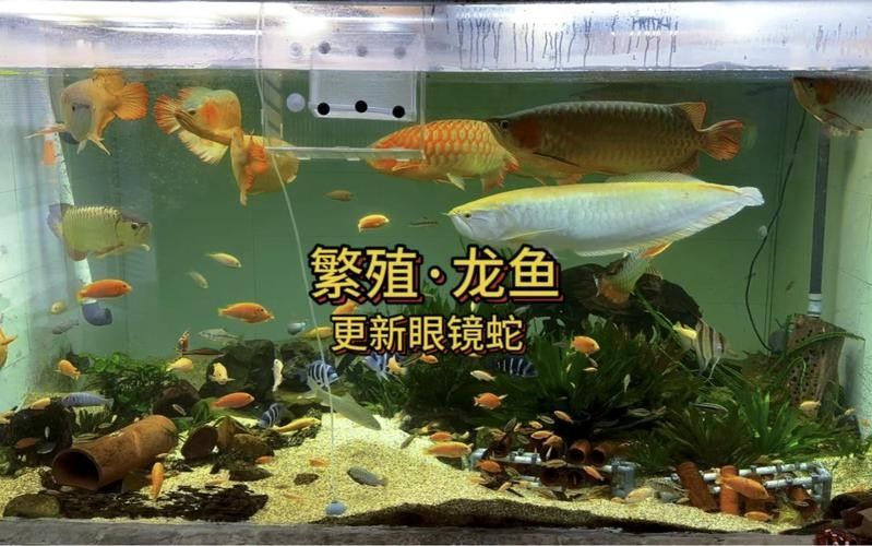 龍魚繁殖過程圖片（龍魚的繁殖過程）