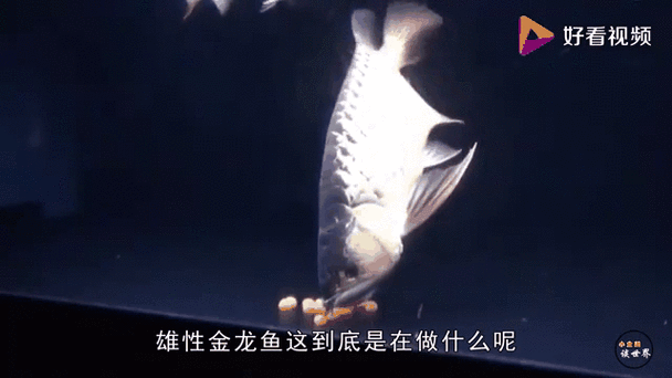 龍魚繁殖過程圖片（龍魚的繁殖過程）