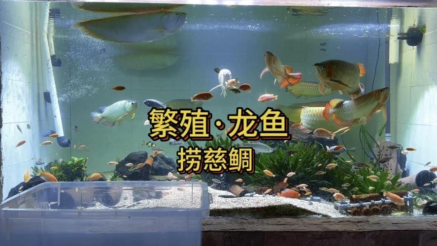 龍魚繁殖過程圖片（龍魚的繁殖過程）