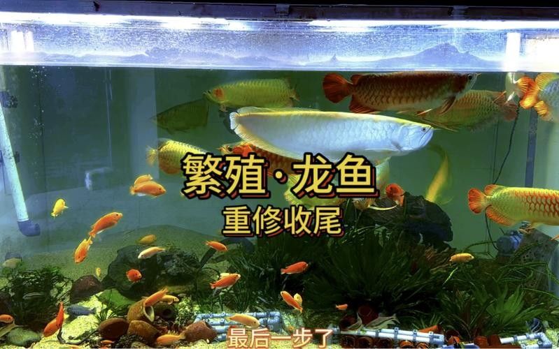 龍魚繁殖過程圖片（龍魚的繁殖過程）