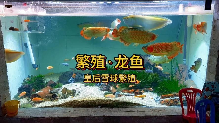 龍魚繁殖過程圖片（龍魚的繁殖過程）