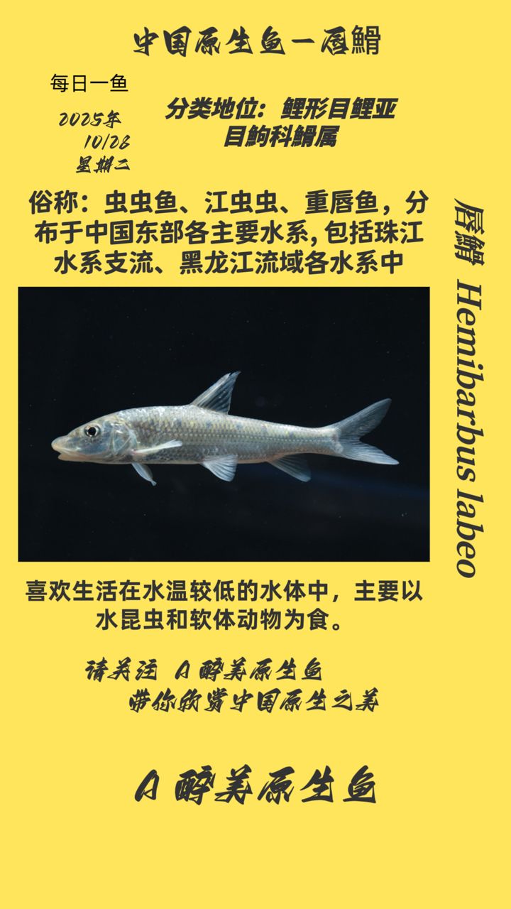魚缸用增氧泵價格是多少:魚缸增氧機-xtrac增氧機-xtrac增氧機 唇?(唇腭裂患者如何治療) 龍魚論壇 唇?(唇腭裂患者如何治療) 唇?(唇腭裂患者如何治療) 龍魚論壇