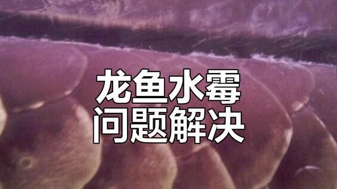 金龍魚水霉病有哪些癥狀（金龍魚得了水霉病怎么辦） 金龍魚水霉病有哪些癥狀（金龍魚得了水霉病怎么辦） 龍魚百科 第1張