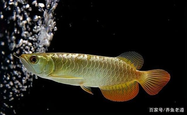 金龍魚水霉病有哪些癥狀（金龍魚得了水霉病怎么辦） 金龍魚水霉病有哪些癥狀（金龍魚得了水霉病怎么辦） 龍魚百科 第5張