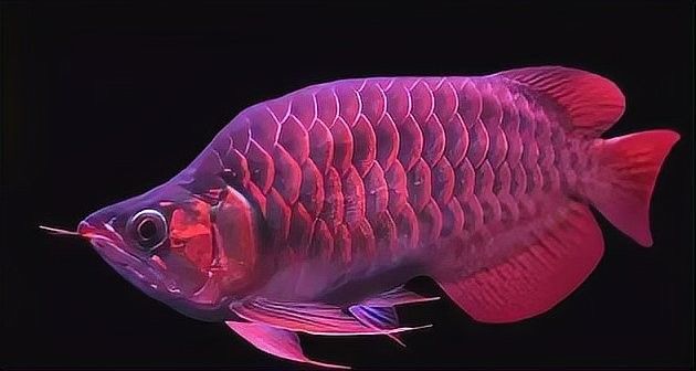 龍魚不吃東西應該如何處理（龍魚不吃東西怎么辦） 龍魚不吃東西應該如何處理（龍魚不吃東西怎么辦） 龍魚百科 第7張