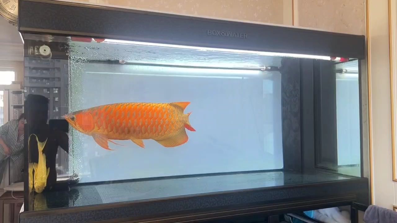 收拾一下魚缸拍個視頻[ku][ku][ku]（如何通過拍攝魚缸的視頻來記錄和分享養魚的樂趣） 收拾一下魚缸拍個視頻[ku][ku][ku]（如何通過拍攝魚缸的視頻來記錄和分享養魚的樂趣） 龍魚論壇