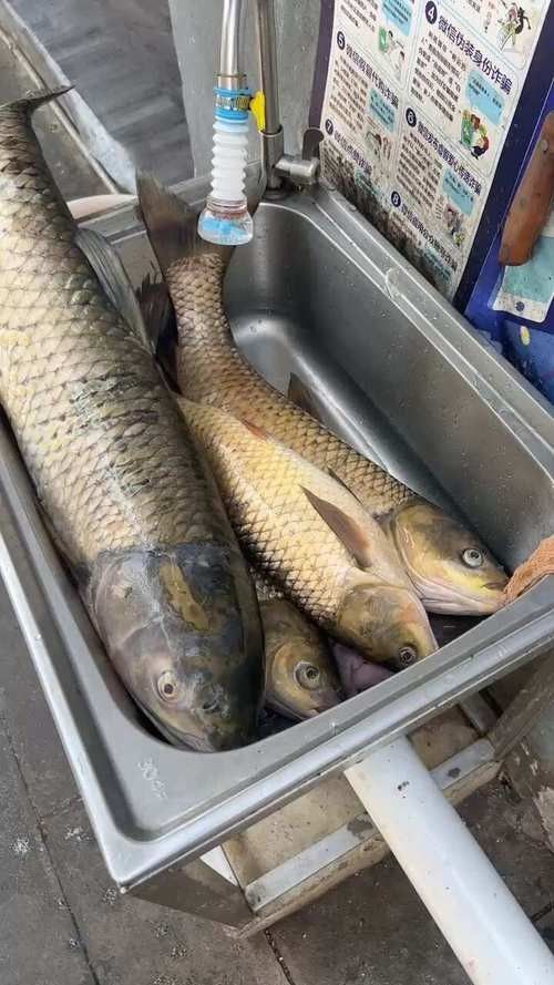 瀾滄江龍魚的市場價格（瀾滄江龍魚市場價格波動四大推手沖到14元/斤）