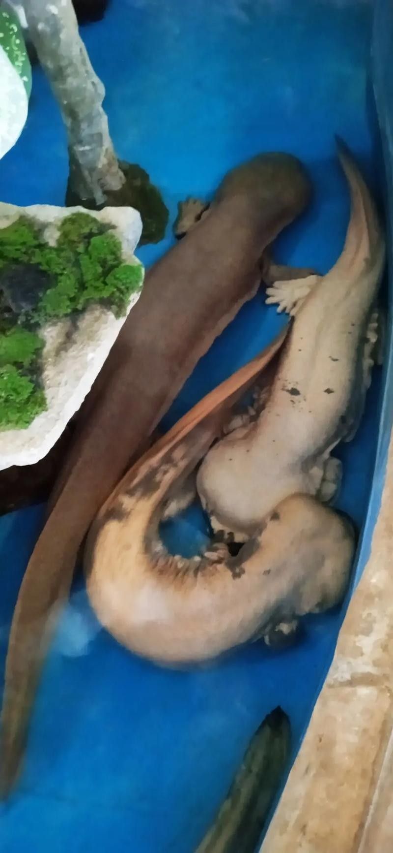 瀾滄江龍魚的市場價格（瀾滄江龍魚市場價格波動四大推手沖到14元/斤）