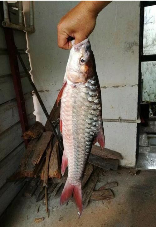 瀾滄江龍魚的市場價格（瀾滄江龍魚市場價格波動四大推手沖到14元/斤）