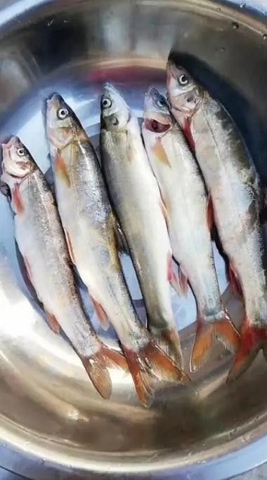 瀾滄江龍魚的市場價格（瀾滄江龍魚市場價格波動四大推手沖到14元/斤）