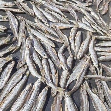 瀾滄江龍魚的市場價格（瀾滄江龍魚市場價格波動四大推手沖到14元/斤）