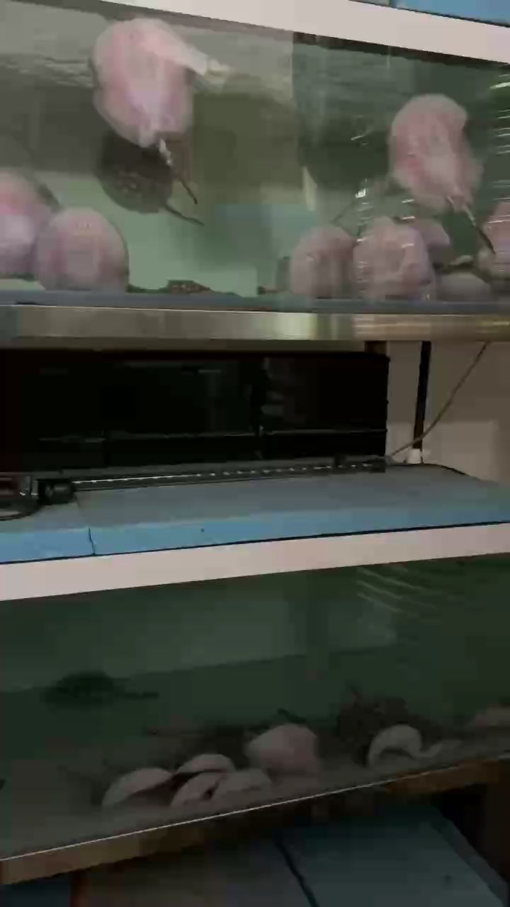 江門軍仔魟魚繁殖培育（江門軍仔皇冠魟魚繁殖培育項目成功實施提高養殖效率和產品質量） 江門軍仔魟魚繁殖培育（江門軍仔皇冠魟魚繁殖培育項目成功實施提高養殖效率和產品質量） 龍魚論壇