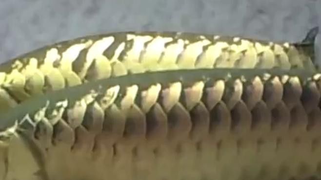 金龍魚人工孵化需要哪些設備（金龍魚人工孵化中的重要技術，提高幼魚成活率和生長速度） 金龍魚人工孵化需要哪些設備（金龍魚人工孵化中的重要技術，提高幼魚成活率和生長速度） 龍魚百科 第5張