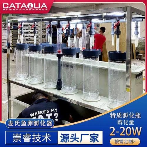 金龍魚人工孵化需要哪些設備（金龍魚人工孵化中的重要技術，提高幼魚成活率和生長速度） 金龍魚人工孵化需要哪些設備（金龍魚人工孵化中的重要技術，提高幼魚成活率和生長速度） 龍魚百科 第12張