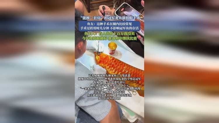 龍魚掉眼手術風險大嗎？（龍魚掉眼怎么辦？）