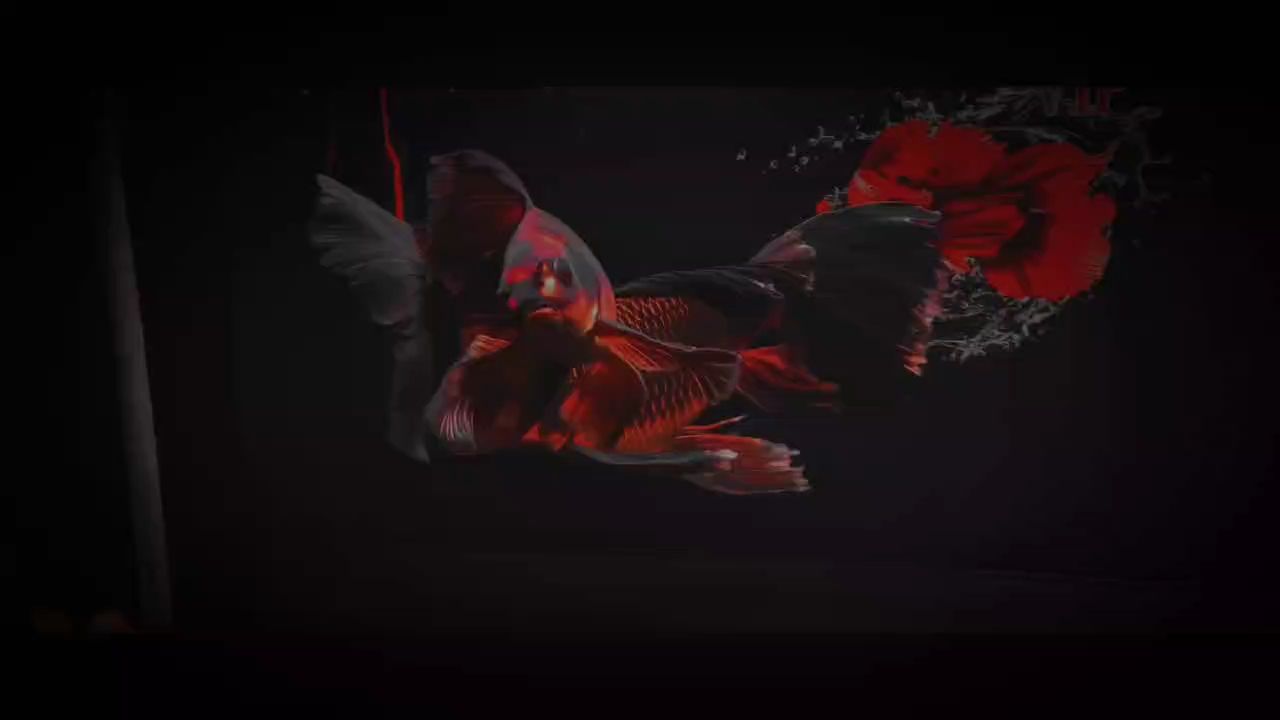 烈焰蝴蝶鯉（烈焰蝴蝶鯉，一種獨特的魚類） 烈焰蝴蝶鯉（烈焰蝴蝶鯉，一種獨特的魚類） 龍魚論壇