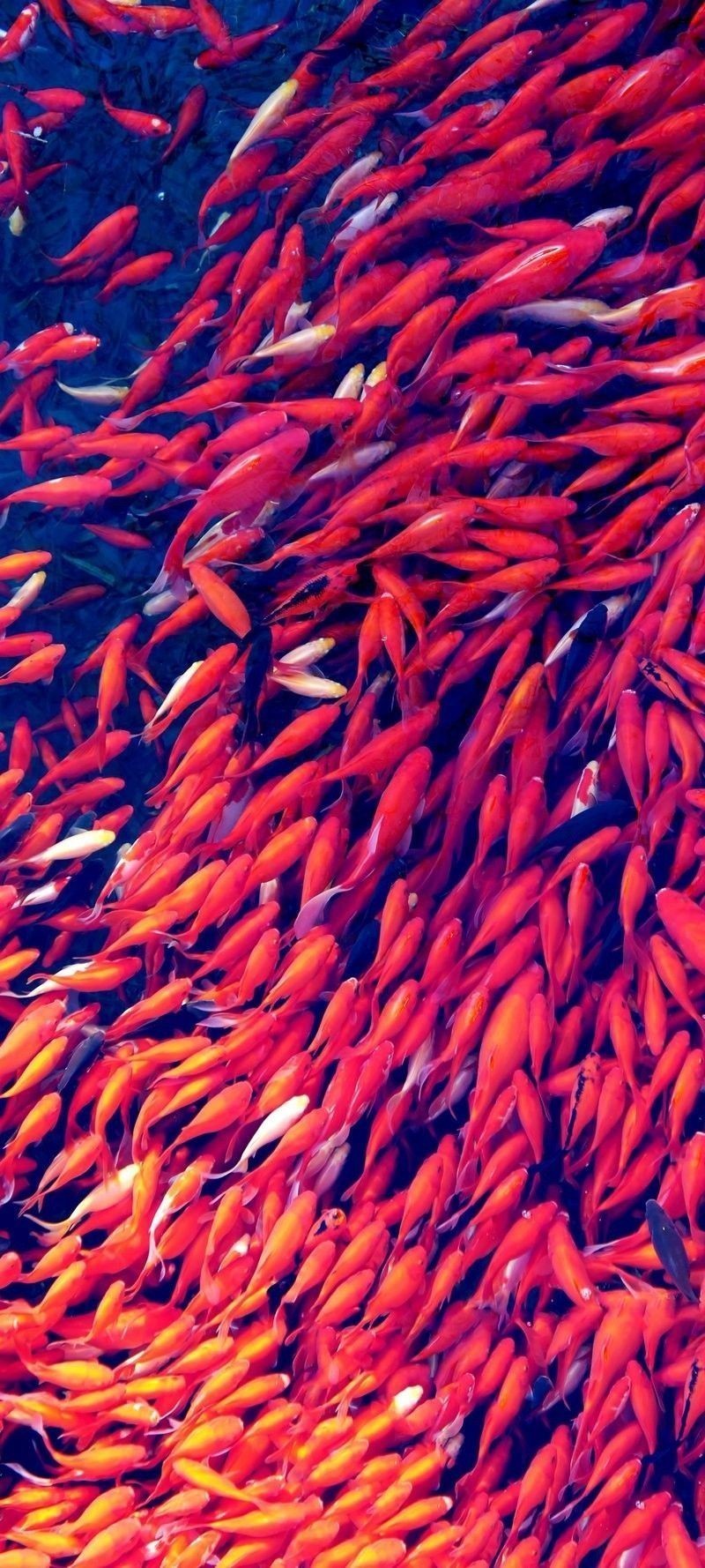 紅龍魚壁紙高清版哪里下載（紅龍魚壁紙高清版怎么下載）