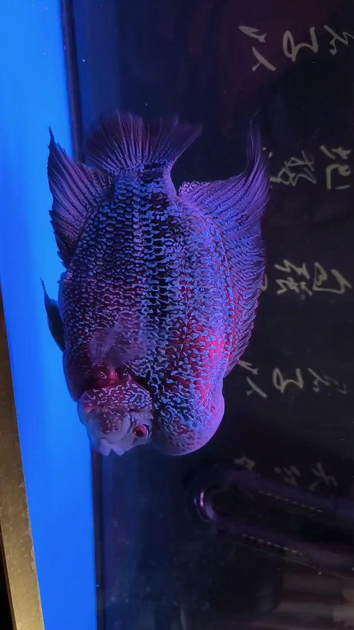 魚缸用增氧泵價格是多少:魚缸增氧機(jī)-xtrac增氧機(jī)-xtrac增氧機(jī) 否極泰來(否極泰來的啟示) 龍魚論壇 否極泰來(否極泰來的啟示) 否極泰來(否極泰來的啟示) 龍魚論壇