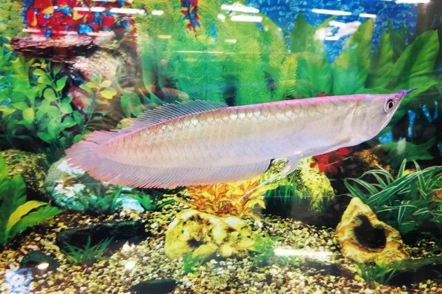 隆安哪個水族館龍魚好？祥龍魚場龍魚（隆安祥龍魚場成為龍魚愛好者的首選之地成為龍魚愛好者的首選之地）