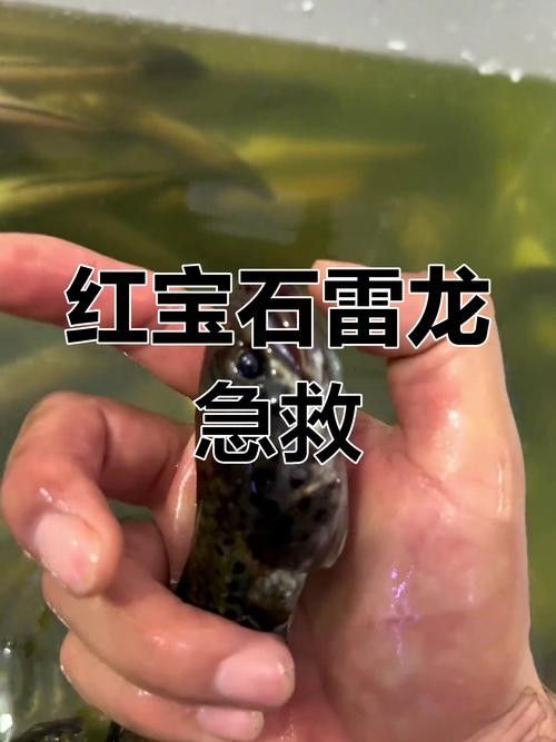 如何優(yōu)化雷龍魚(yú)的飼養(yǎng)環(huán)境（雷龍魚(yú)飼養(yǎng)指南:打造舒適水域的五大關(guān)鍵） 如何優(yōu)化雷龍魚(yú)的飼養(yǎng)環(huán)境（雷龍魚(yú)飼養(yǎng)指南:打造舒適水域的五大關(guān)鍵） 龍魚(yú)百科 第13張