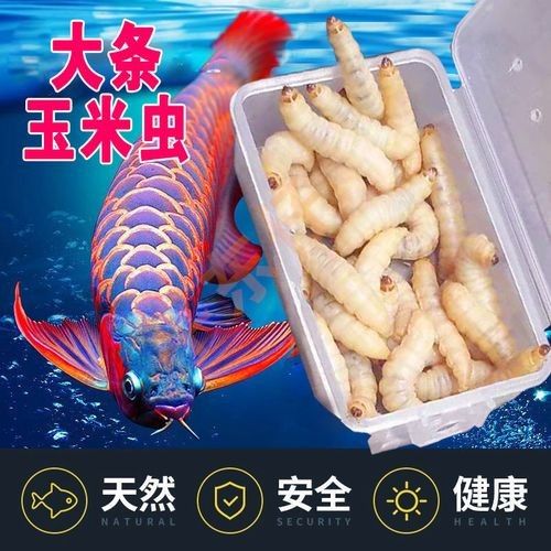 有哪些適合龍魚的活餌（養龍魚有哪些誤區養龍魚過程中容易犯的一些錯誤萌寵好樂園）