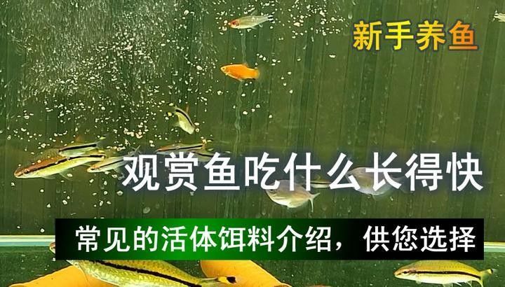 有哪些適合龍魚的活餌（養龍魚有哪些誤區養龍魚過程中容易犯的一些錯誤萌寵好樂園）