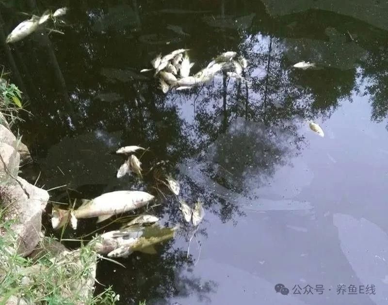 龍魚藥害后有哪些癥狀？（龍魚藥害后會出現哪些癥狀？）