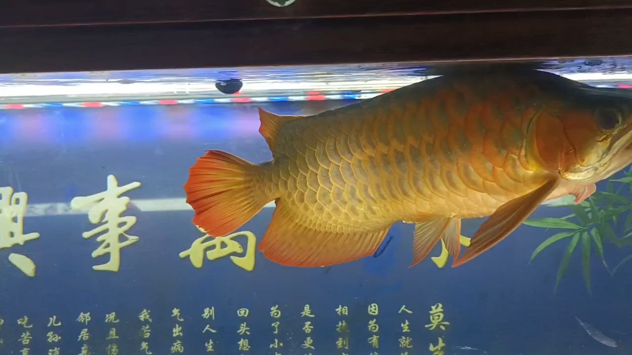 高手們這條魚游水有點怪，有什么問題？（高手們這條魚游水有點怪） 高手們這條魚游水有點怪，有什么問題？（高手們這條魚游水有點怪） 龍魚論壇