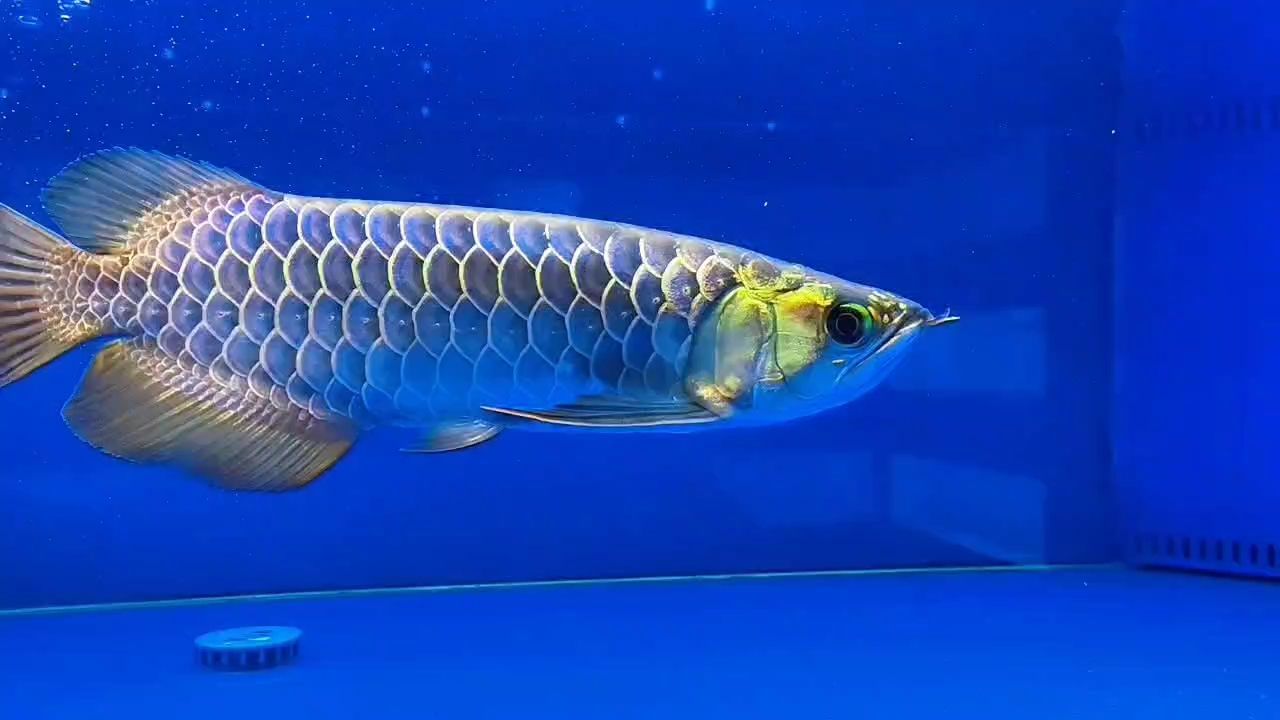 給大魚缸換水的作文:體驗給大魚缸換水的樂趣:體驗給大魚缸換水:給大魚缸換水的作文 古典之美(古典之美——古典之美) 龍魚論壇 古典之美(古典之美——古典之美) 古典之美(古典之美——古典之美) 龍魚論壇