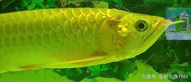 保定龍魚愛好者如何處理龍魚疾病？（保定龍魚愛好者如何應對龍魚疾病？）