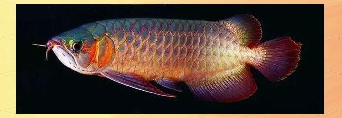 過(guò)背金龍魚幼魚適合多大的魚缸（過(guò)背金龍幼魚適合多大魚缸）