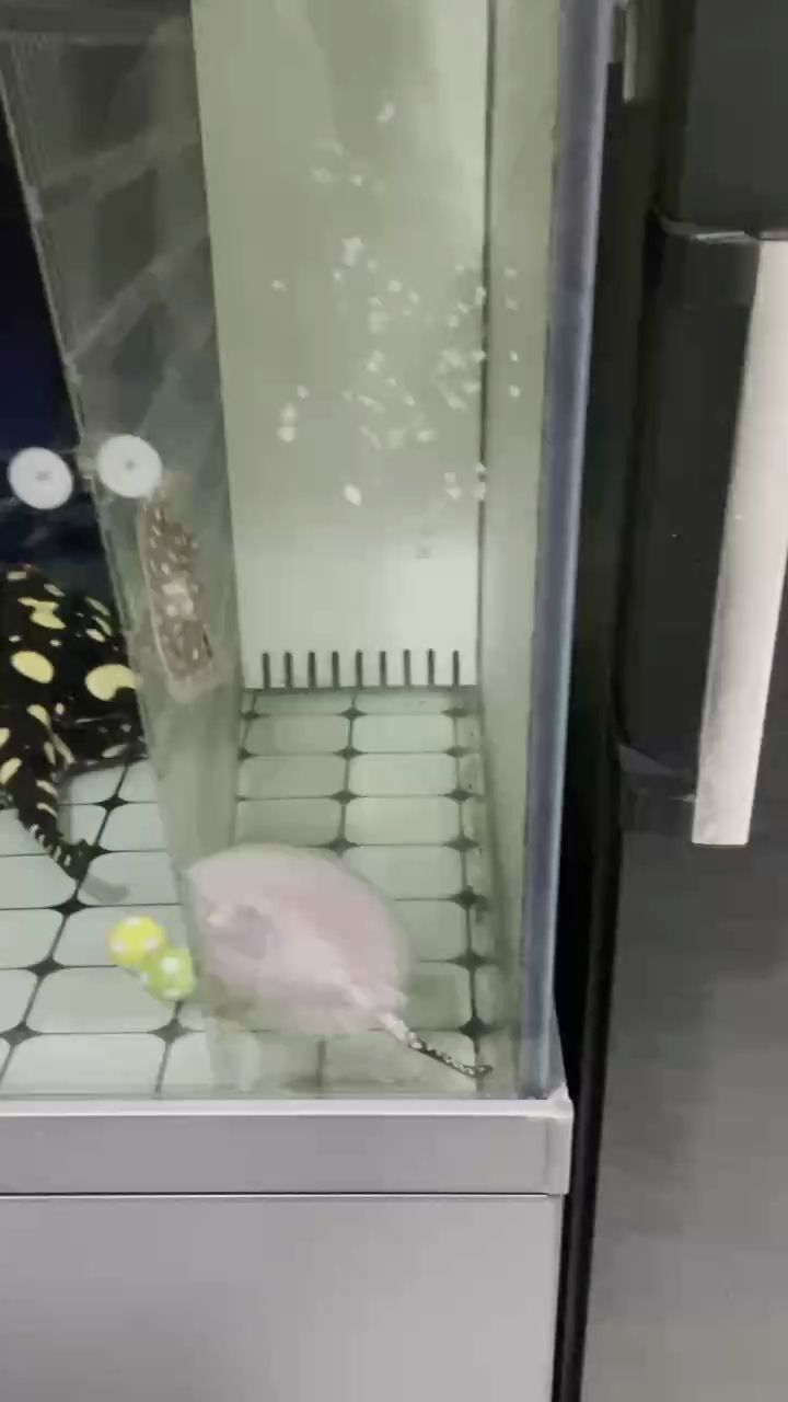 憨態(tài)（小魟魚太逗了）