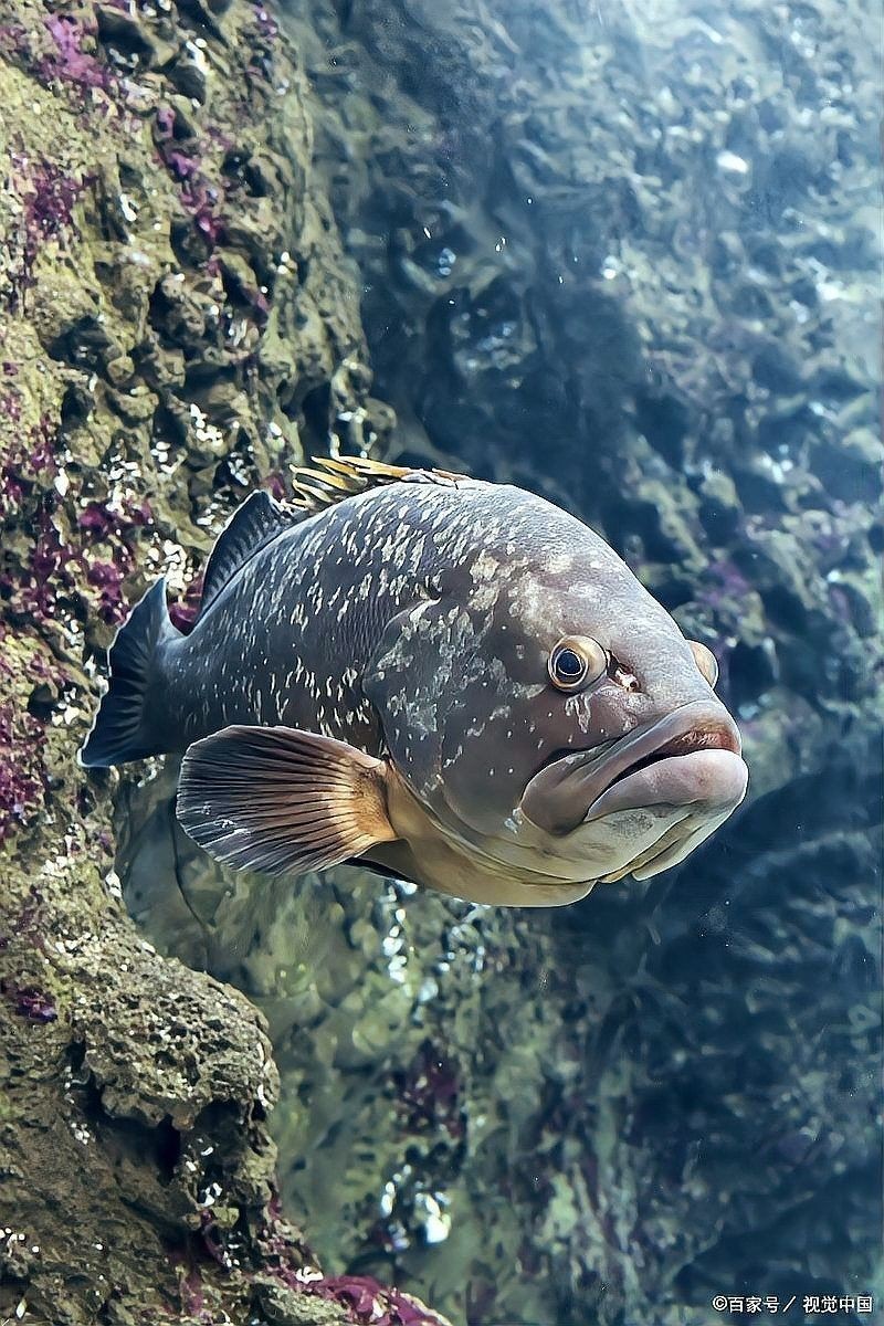 金龍魚吃清道夫會有哪些風險？（金龍魚與清道夫混養存在以下主要風險，需特別注意：若需混養嗎） 金龍魚吃清道夫會有哪些風險？（金龍魚與清道夫混養存在以下主要風險，需特別注意：若需混養嗎） 龍魚百科 第2張