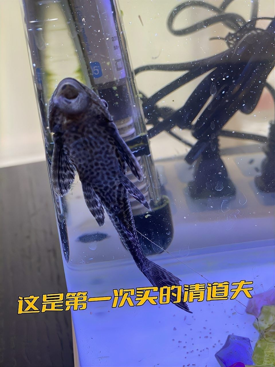 金龍魚吃清道夫會有哪些風險？（金龍魚與清道夫混養存在以下主要風險，需特別注意：若需混養嗎） 金龍魚吃清道夫會有哪些風險？（金龍魚與清道夫混養存在以下主要風險，需特別注意：若需混養嗎） 龍魚百科 第3張