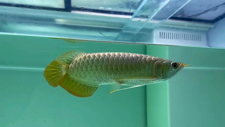 哪里可以購買到白玉紅龍魚？ 哪里可以購買到白玉紅龍魚？ 龍魚百科 第7張