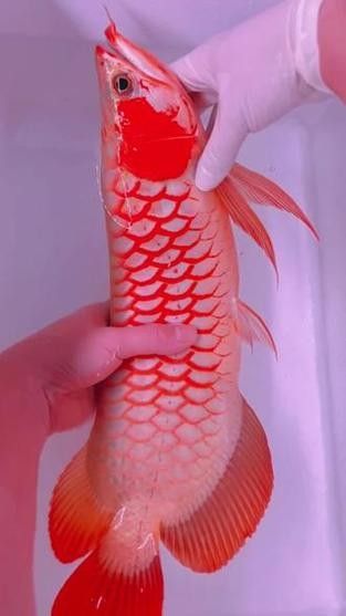 哪里可以購買到白玉紅龍魚？ 哪里可以購買到白玉紅龍魚？ 龍魚百科 第6張