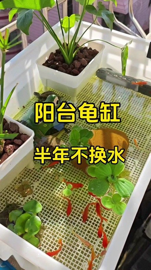 混養(yǎng)時(shí)需要注意哪些事項(xiàng)（養(yǎng)魚說魚缸混養(yǎng)技巧:注意這三點(diǎn)避免爭斗游跡客）